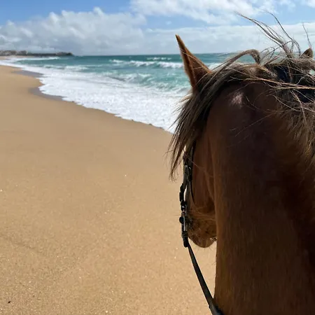 Silver Seahorse Garden Retreat Pensjonat